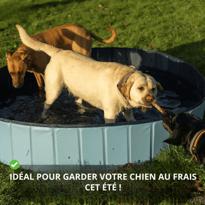Piscine Pliable pour Chien – Image 6