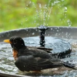 Fontaine Solaire – Image 7
