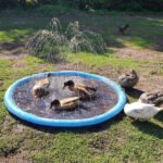 Tapis Splash Antidérapant avec Arroseur pour Enfants et Chiens – Piscine pour Chien et Pataugeoire – Image 15